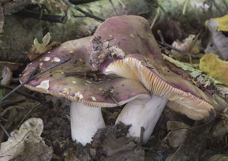 Russula romellii